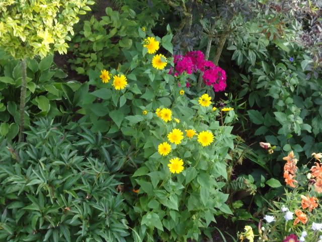 Helianthus Morgensonne